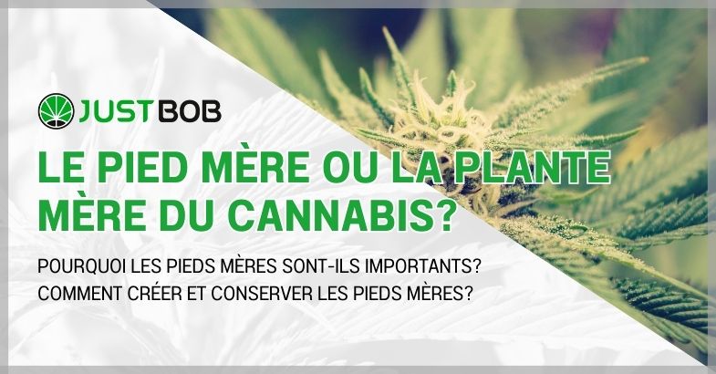 Le pied mère ou la plante mère du cannabis?