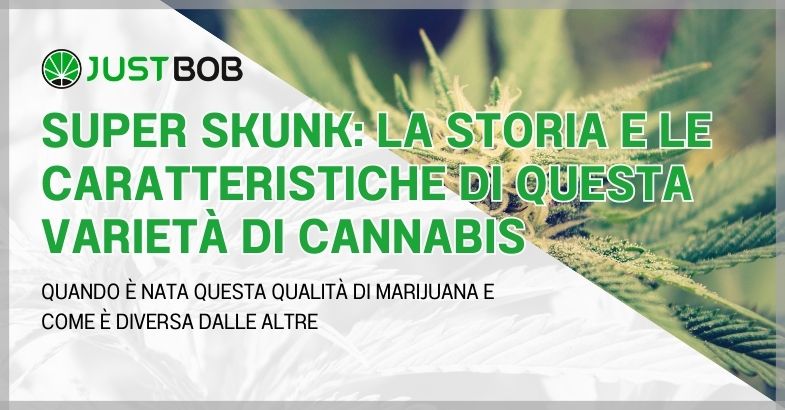 Super Skunk: die Geschichte und die Eigenschaften dieser Cannabis-Sorte