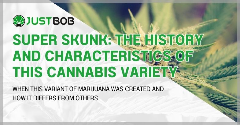 Super Skunk: history and characteristics