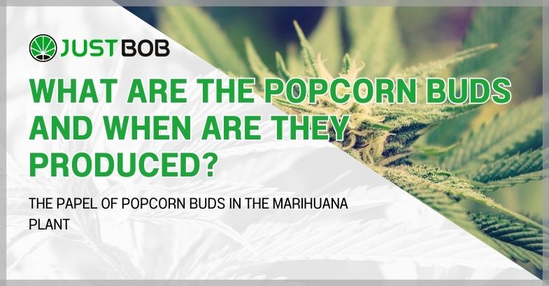 the Popcorn Bud