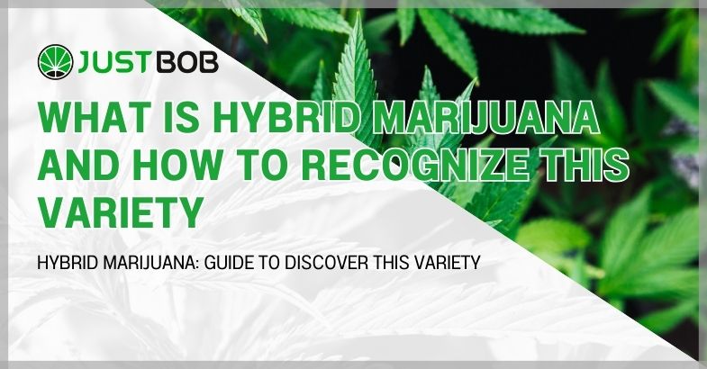 What is hybrid marijuana and how to recognize this variety