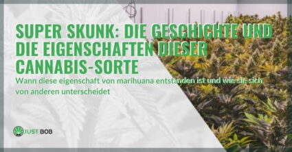 Super Skunk: die Geschichte und die Eigenschaften dieser Cannabis-Sorte