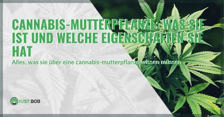 Cannabis-Mutterpflanze: Was sie ist