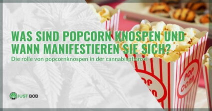 Was sind Popcorn Knospen und wann manifestieren sie sich?