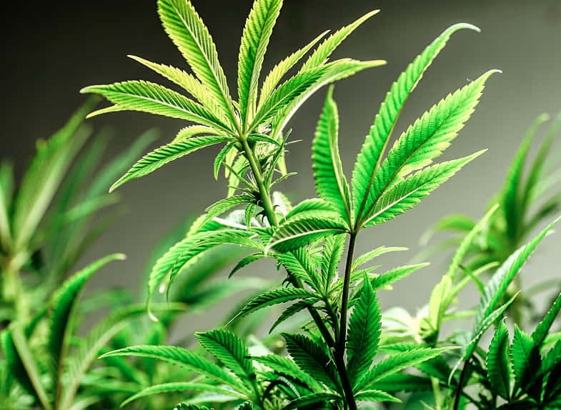 Que sont les plantes mères du cannabis ?