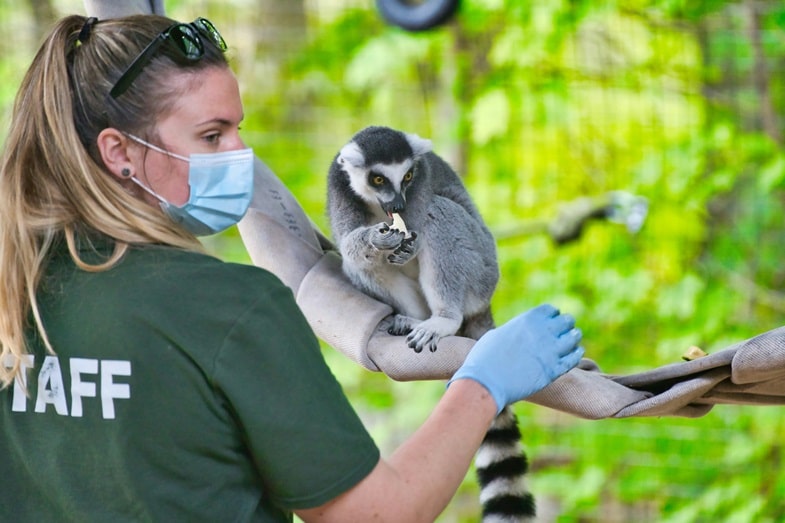 Some disorders in animals can be treated with cannabis