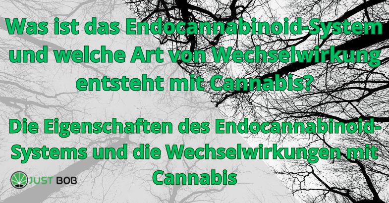 Was ist das Endocannabinoid-System