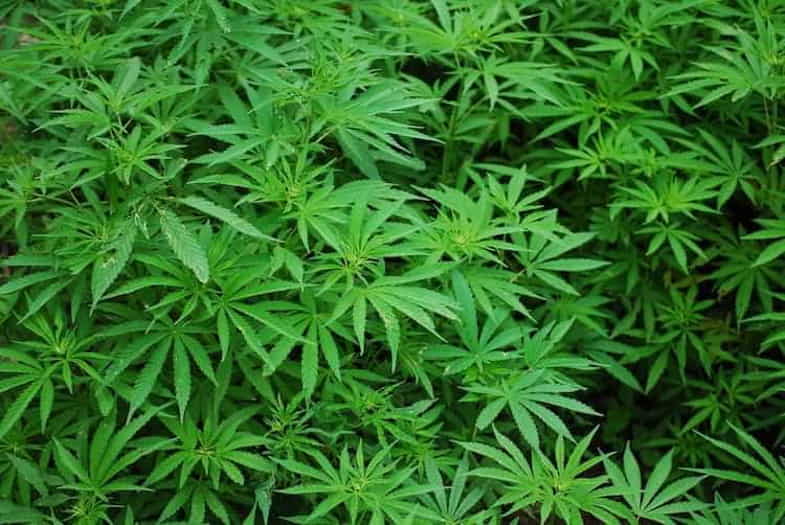 La plante de cannabis hermaphrodite: