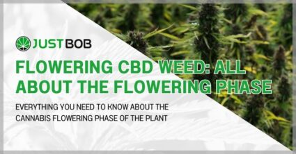 Flowering CBD weed: all about the flowering phase