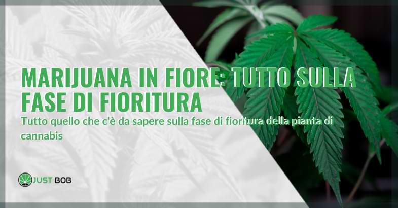 Marijuana in fiore: tutto sulla fase di fioritura