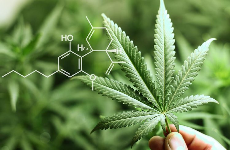 What is THC from a biochemical perspective?