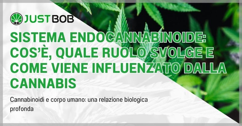 Sistema endocannabinoide: cos’è