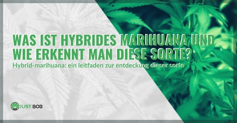 Was ist hybrides Marihuana und wie erkennt man diese Sorte?