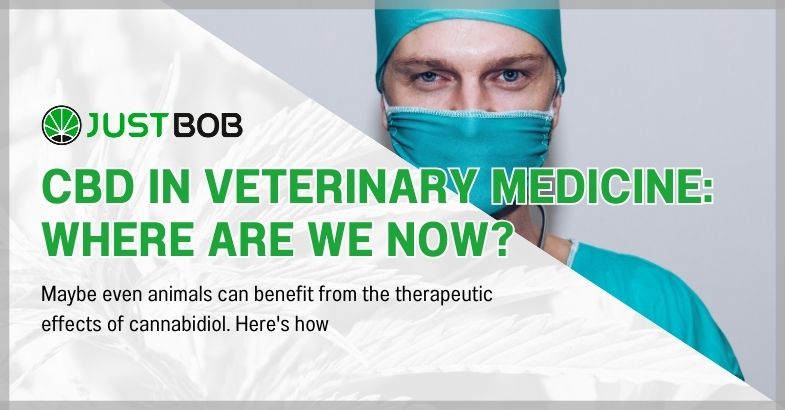 CBD in Veterinary Medicine