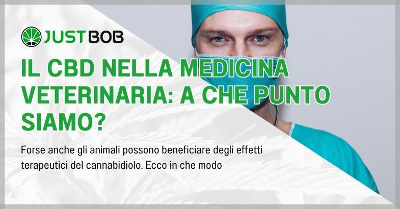 Il CBD nella medicina veterinaria: a che punto siamo?