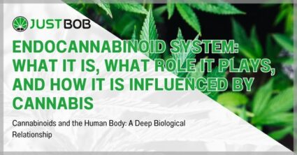 Endocannabinoid System: What It Is