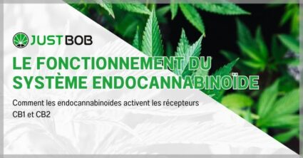 Le fonctionnement du système endocannabinoïde