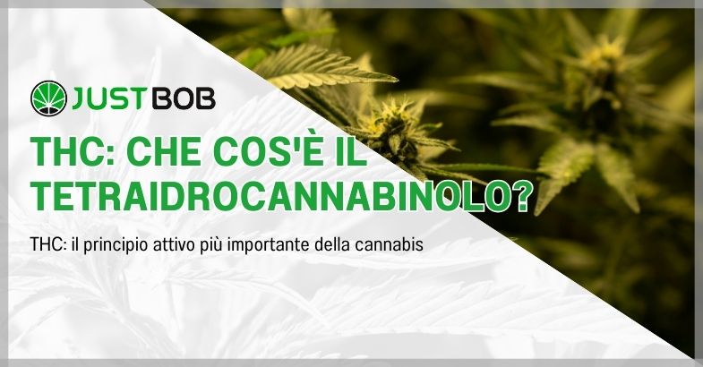 THC: che cos'è il tetraidrocannabinolo?