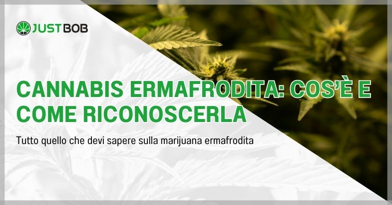 Cannabis ermafrodita: cos’è e come riconoscerla