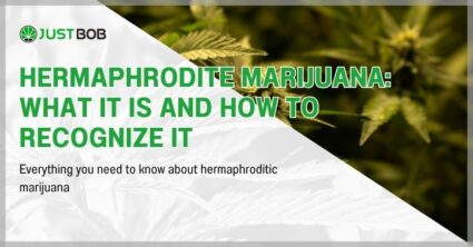 Hermaphrodite marijuana: what it is and how to recognize it