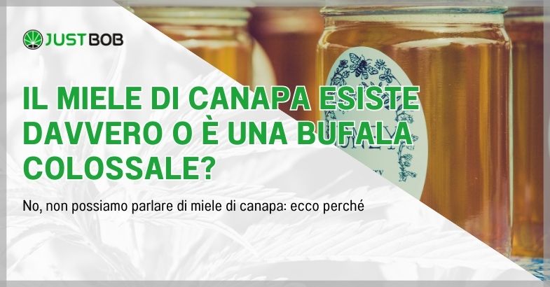 Il miele di canapa esiste davvero o è una bufala colossale?