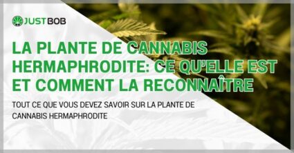 La plante de cannabis hermaphrodite