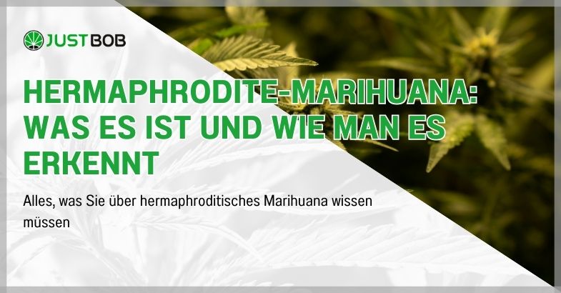 Hermaphrodite-Marihuana: Was es ist und wie man es erkennt